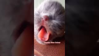 New Born Kitten Crying Sound. #shorts