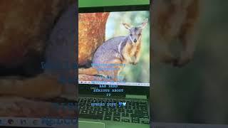 Wallaby Desktop Background Part II: Video Version