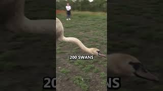 200 Opium addicted Swans