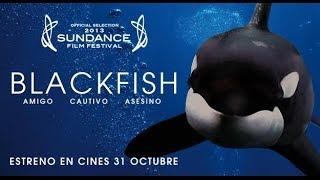 Blackfish - Trailer V.O Subtitulado