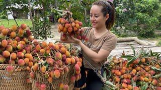 Harvest lychees to go to the market to sell. highland market