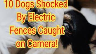 10 Dogs Shocked By Electric Fences Caught on Camera! COMPILATION