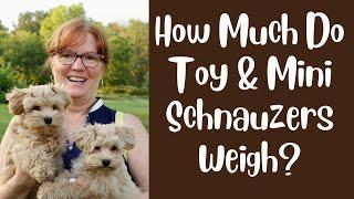 SVCC Schnauzers How Much Do Toy & MIni Schnauzers Weigh?