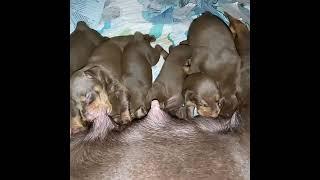 Doberman Pinscher Dog Giving Birth to 9 Healthy Puppies