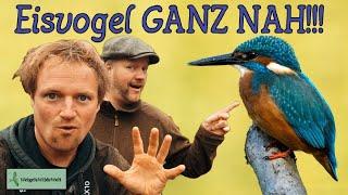 Eisvogel GANZ NAH!! - Zu Gast in Christians Beobachtungs-Kanzel! Kommt mit! ️ #natur #nature #vögel