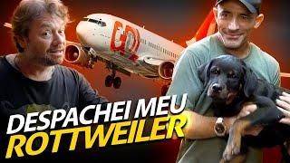 COMO UM CACHORRO VIAJA NO PORÃO DO AVIÃO? ENVIAMOS UM FILHOTE DE ROTTWEILER