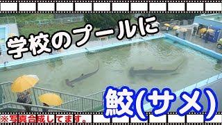 廃校となった小学校のプールにサメが・・・。【平成最後のキャンプ最終話】