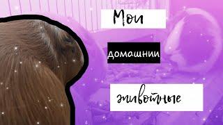 Мои питомцы СВИНКИ с МОРЯ