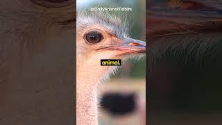 CRAZY Animal Fact! Ostrich Eyes: Exploring Earth's Largest Flightless Bird #shorts #nature