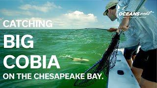 Catching BIG COBIA on LIVE bait in Virginia!!!