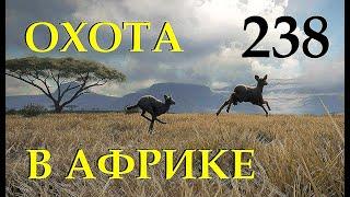 ШИКАРНАЯ ОХОТА В АФРИКЕ.  МНОГО ТРОФЕЕВ.  theHunter Call of the Wild # 238