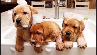 LABRADOR PUPPIES TAKE BATHS!!!