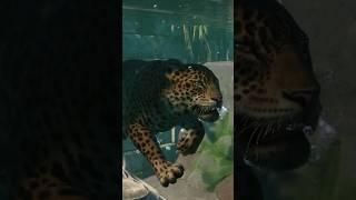 Beautiful Deep Diving Jaguar in Tropical Franchise Mode | Planet Zoo