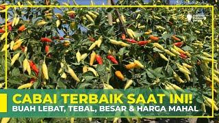 JENIS CABAI PALING DICARI ‼ BUAH LEBAT, TEBAL DAN TAHAN PENYAKIT