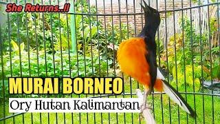 LANGSUNG GACOR BONGKAR ISIAN ~ PANCINGAN MURAI BATU BORNEO.