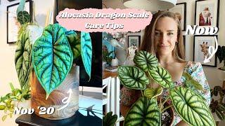 Alocasia Dragon Scale Care Tips