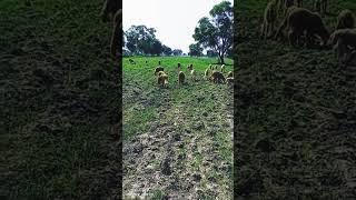 Lamb #Video #Eating Grass