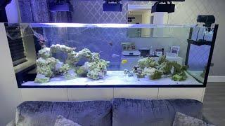 Waterbox peninsula 7225 rimless reef aquarium build ep 23. Holiday vacation preparations and update