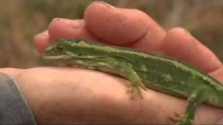 Jewelled Geckos