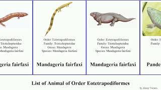 List of Animal of Order Eotetrapodiformes Tiktaalik fairfaxi Eusthenopteron Hyneria Thought lindae