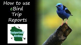 How to Use the New eBird Trip Reports Feature: Super Cool!