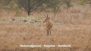 Redunca (genus) –Редунка - Reedbuck