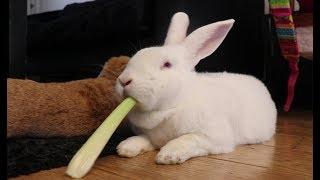 Cute albino bunny eating celery