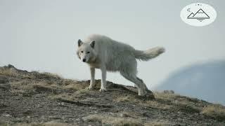 Белые волки призраки Арктики - 2 серия