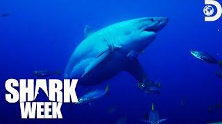 Most Terrifying Moments from Shark Week: Off the Hook 2023 | Discovery