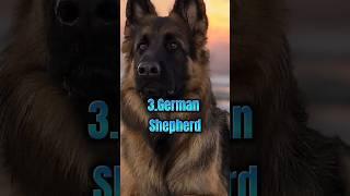 Top 10 Dangerous Dogs Breeds In World 2023 #shorts