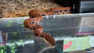 A  Rainbow Boa  Story: Training Tuesday 28 December 2021