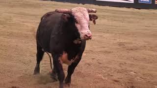 Jake Gardner rides Original Sin for 85 points (PBR)