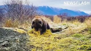 Moment Large Grizzly Builds Den In Preparation For Hibernation In Alaskan Winter