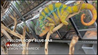 HIGHLIGHTER CHAMELEONS- AMBILOBE Panther Chameleons