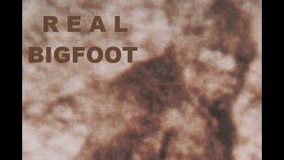 Scientific Analysis of the Patterson-Gimlin Film in Full HD BIGFOOT SASQUATCH