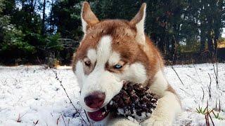 MAGICAL EYES of GHOST | THE HIMALAYAN HUSKY