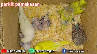 Revieu anakan parkit plus harga murah banget || parkit Pamekasan #parkitmadura