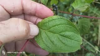 be careful foraging hedgerows these poisonous berries look like edible ones ,but they're not