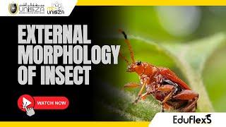 External Morphology of Insect