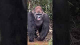 Look at what emerges from the Forest!! Wow is right! King Kong in the flesh! #kingkong #gorilla
