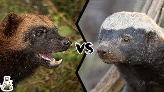 WOLVERINE VS HONEY BADGER - Who Would Win?