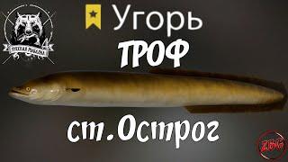 УГОРЬ ТРОФЕЙНЫЙ - ст. ОСТРОГ - ОТВЕТЫ НА ВОПРОСЫ - РУССКАЯ РЫБАЛКА 4