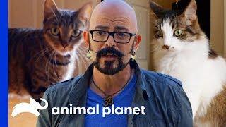 Jackson Galaxy Helps Cat Rivalry Come to an End | My Cat From Hell