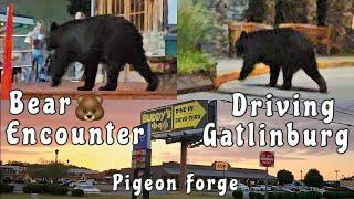 Driving Pigeon Forge Gatlinburg BEAR Encounter Live