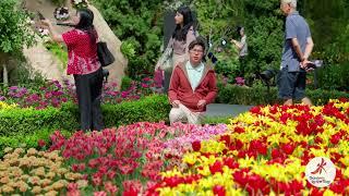 Tulipmania: Origins of the Tulips at Gardens by the Bay