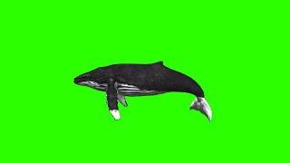 Whale #1 / Green Screen - Chroma Key
