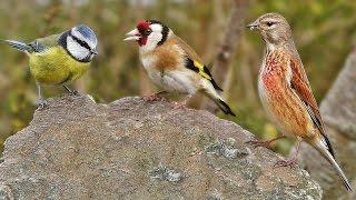 Garden Birds at Greystone Rock - Bullfinch, Goldfinch. Robin, Linnet, Blue Tit