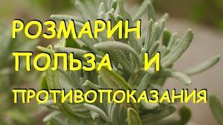 Розмарин лечебные свойства и противопоказания.