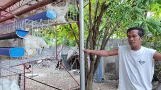 sukat ng isang 192hds backyard layer farm