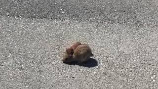 Weasel attacks Rabbit